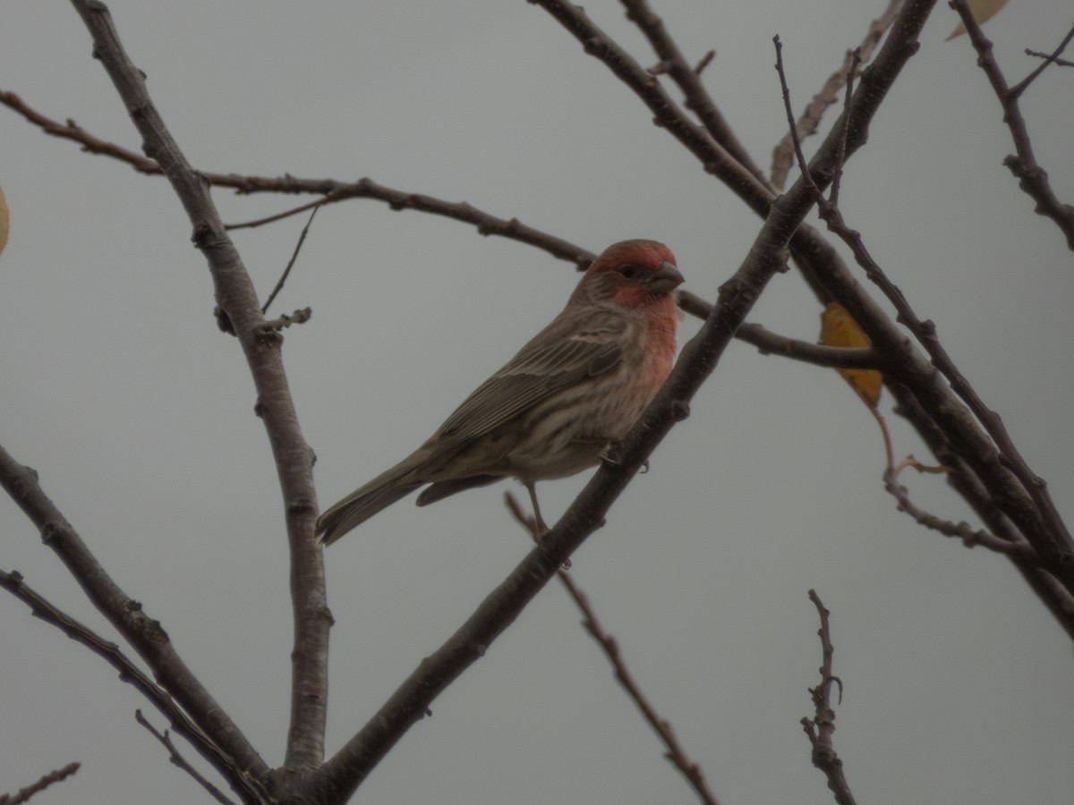 House Finch - ML645736951