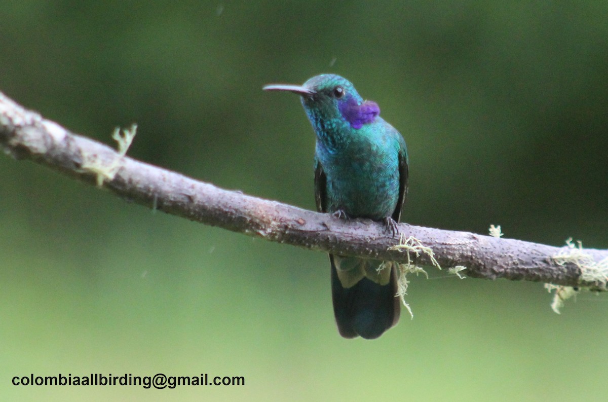 fiolørekolibri - ML645736956