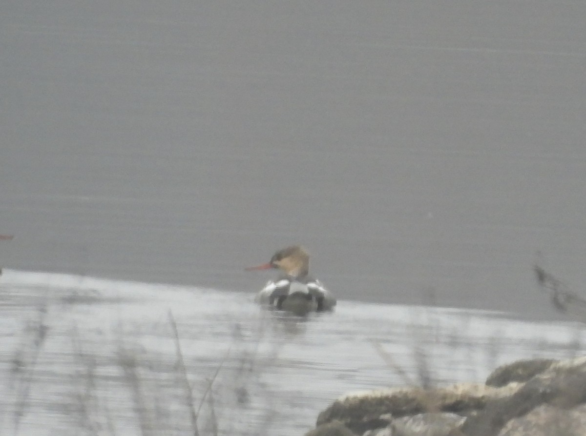 Zerra ertaina - ML645736960