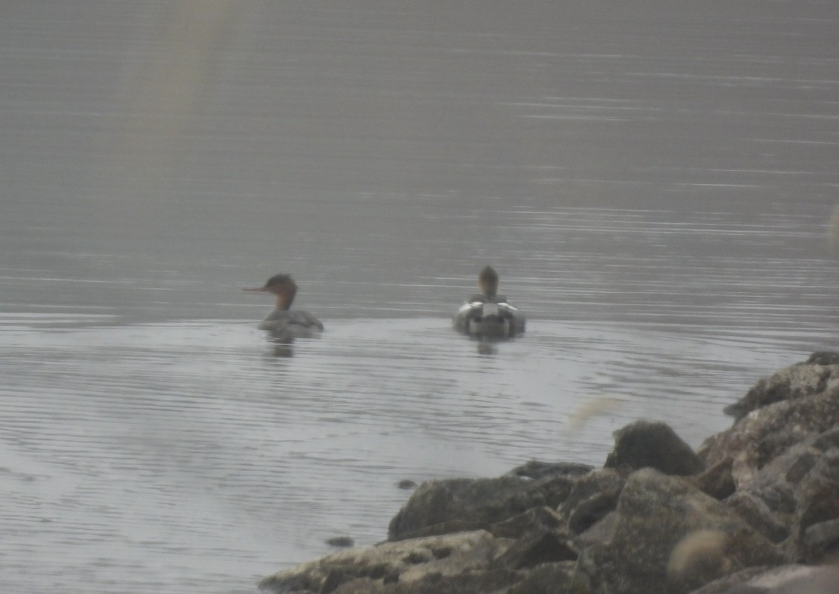 Zerra ertaina - ML645736961