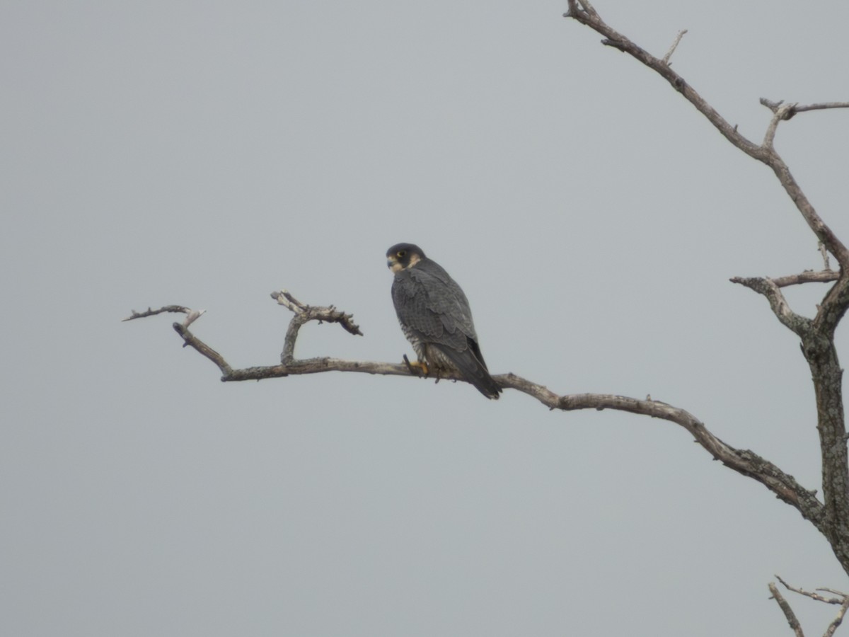 Peregrine Falcon - ML645736963