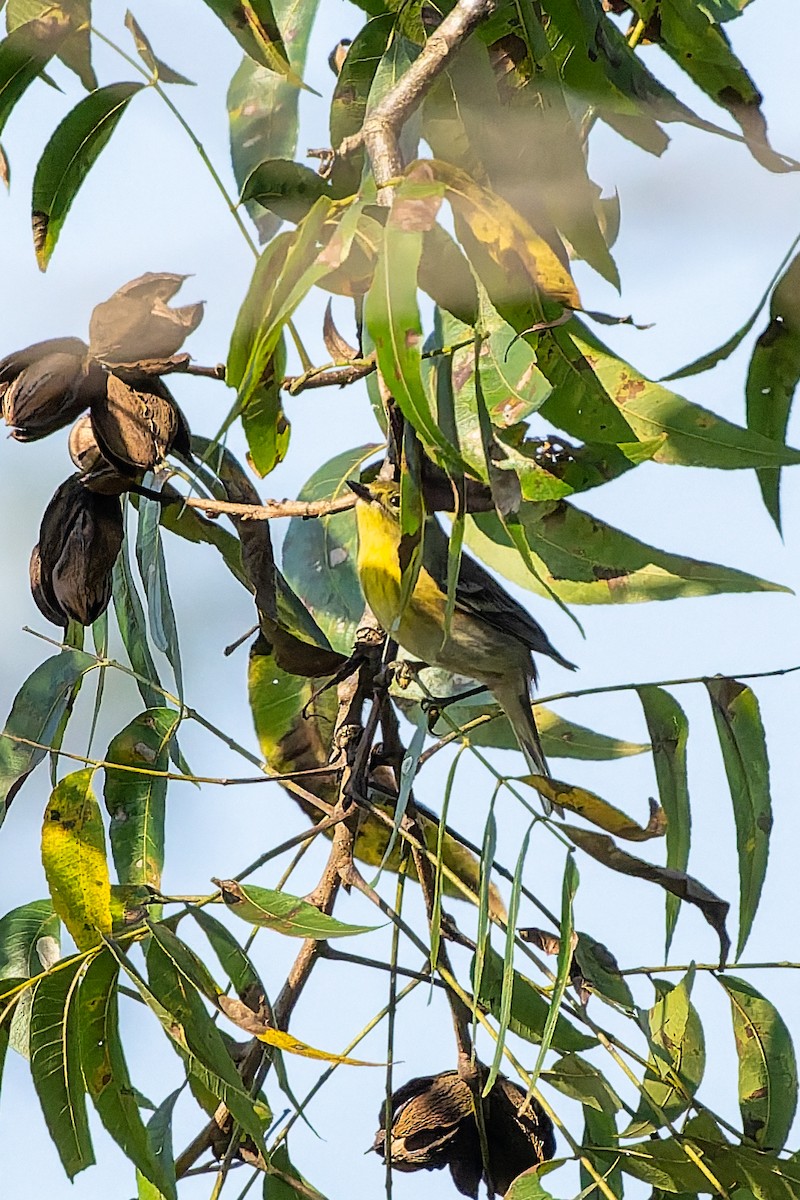 Pine Warbler - ML645736965