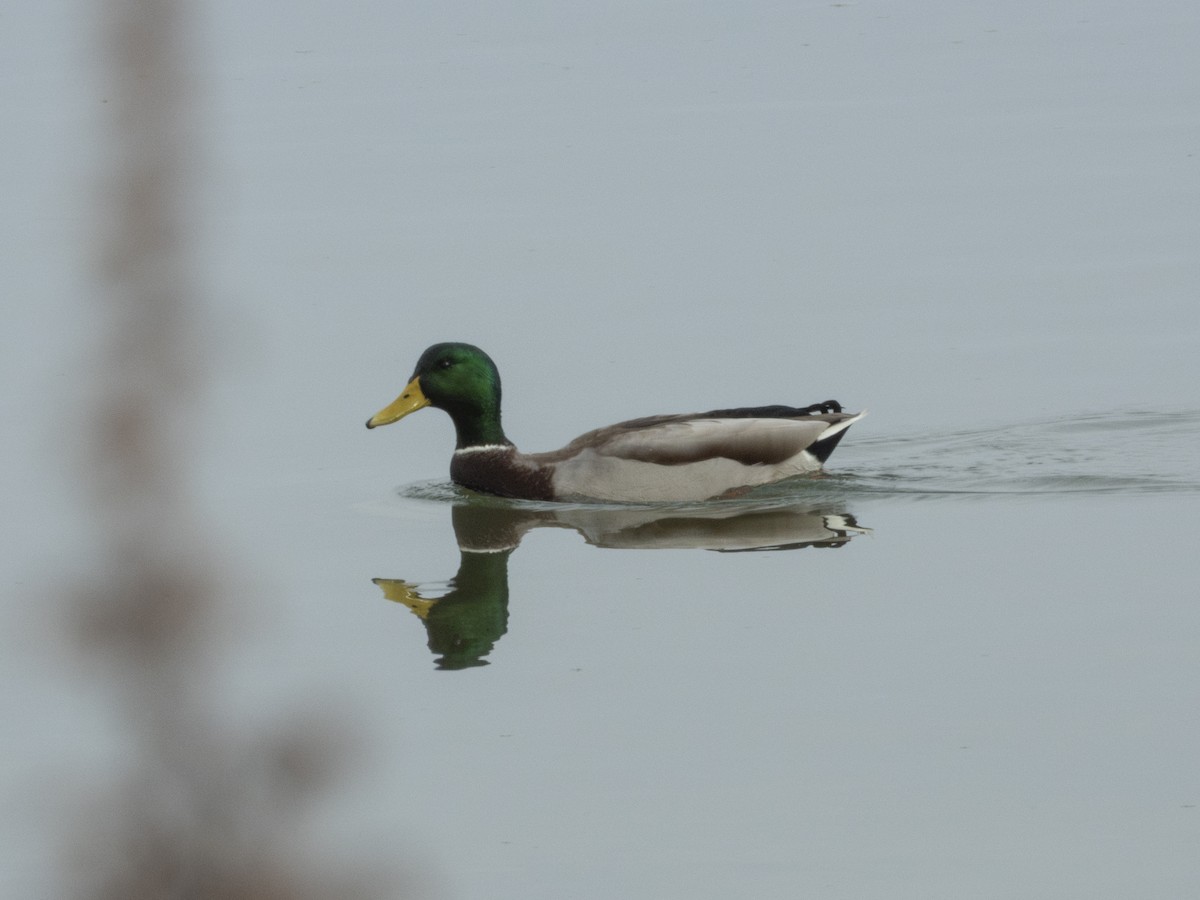 Mallard - ML645736983