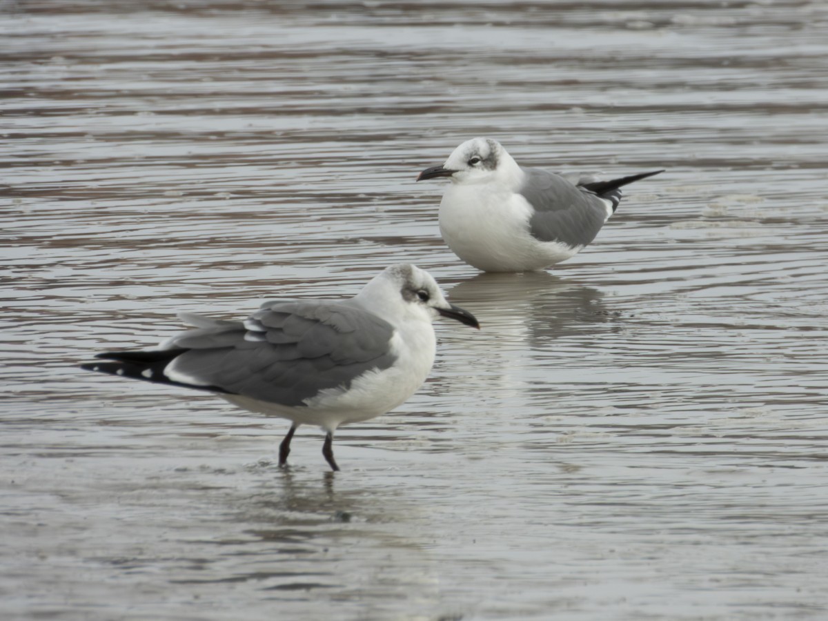 Laughing Gull - ML645736990