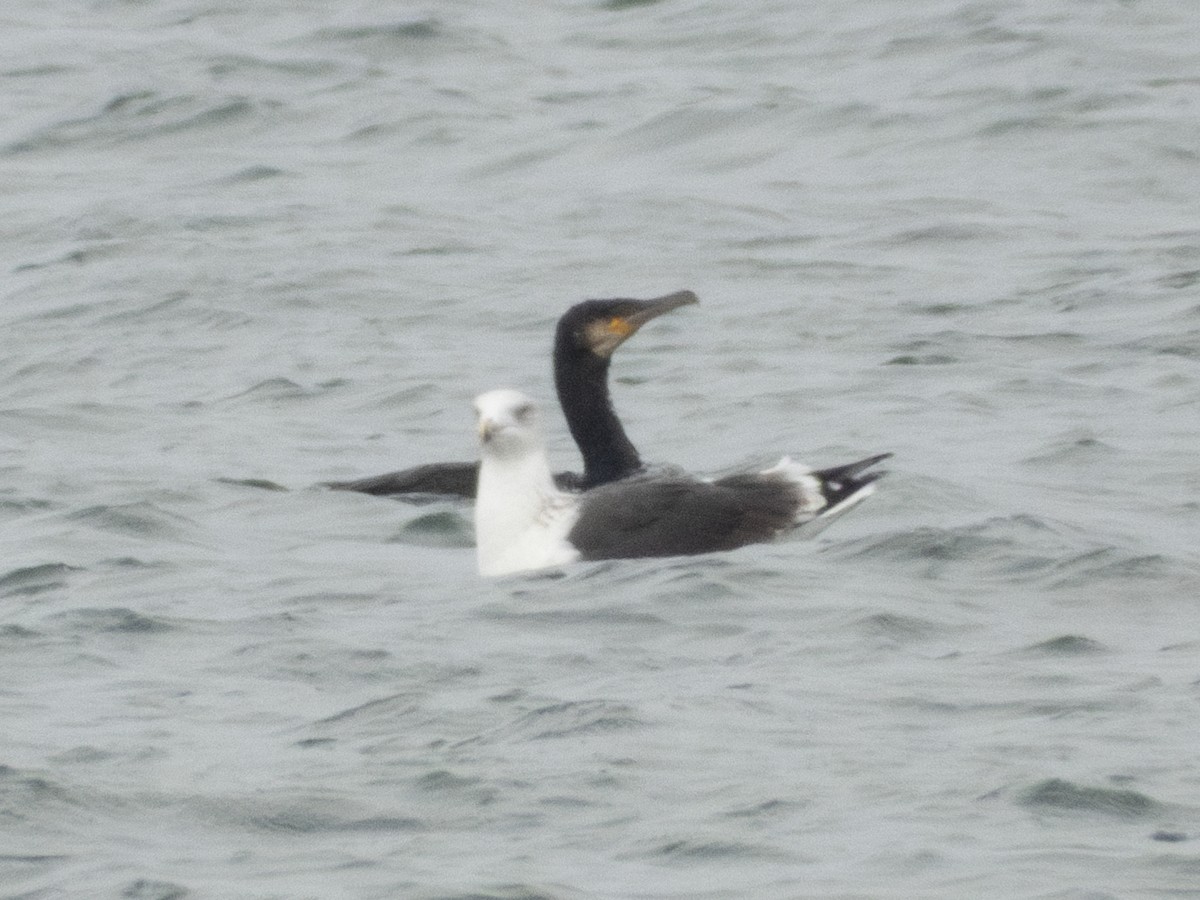 Great Cormorant - ML645736998