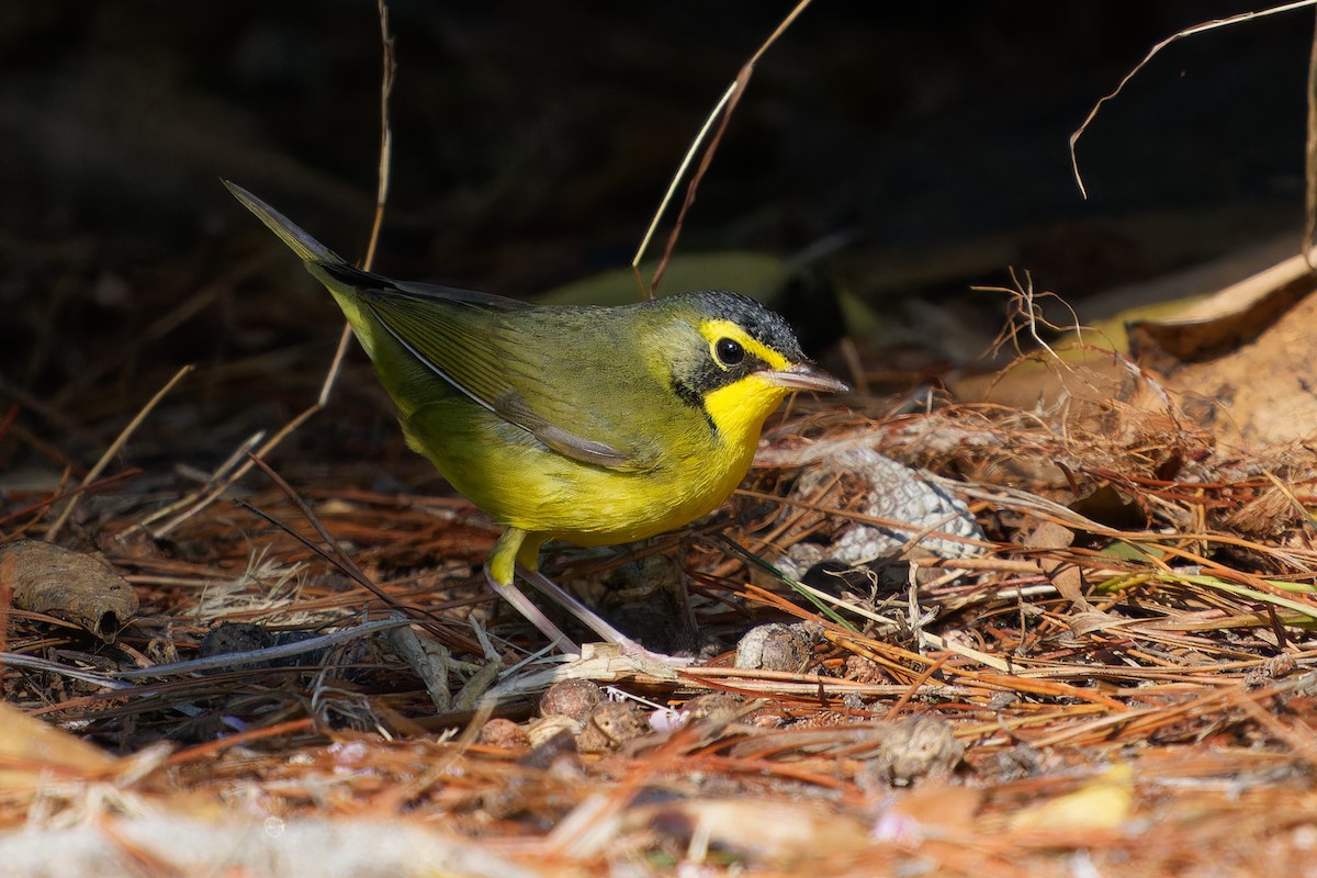 Kentucky Warbler - ML645737013