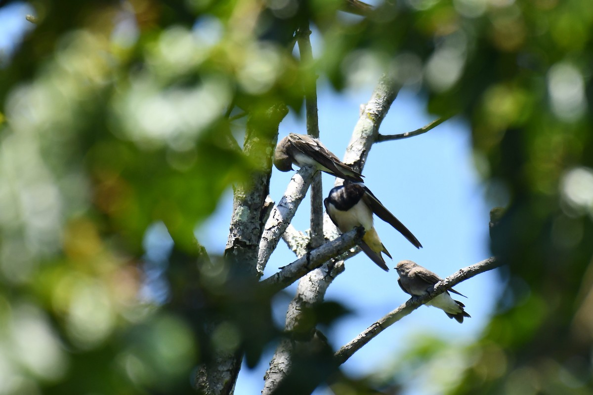 brunsandsvale - ML645737024