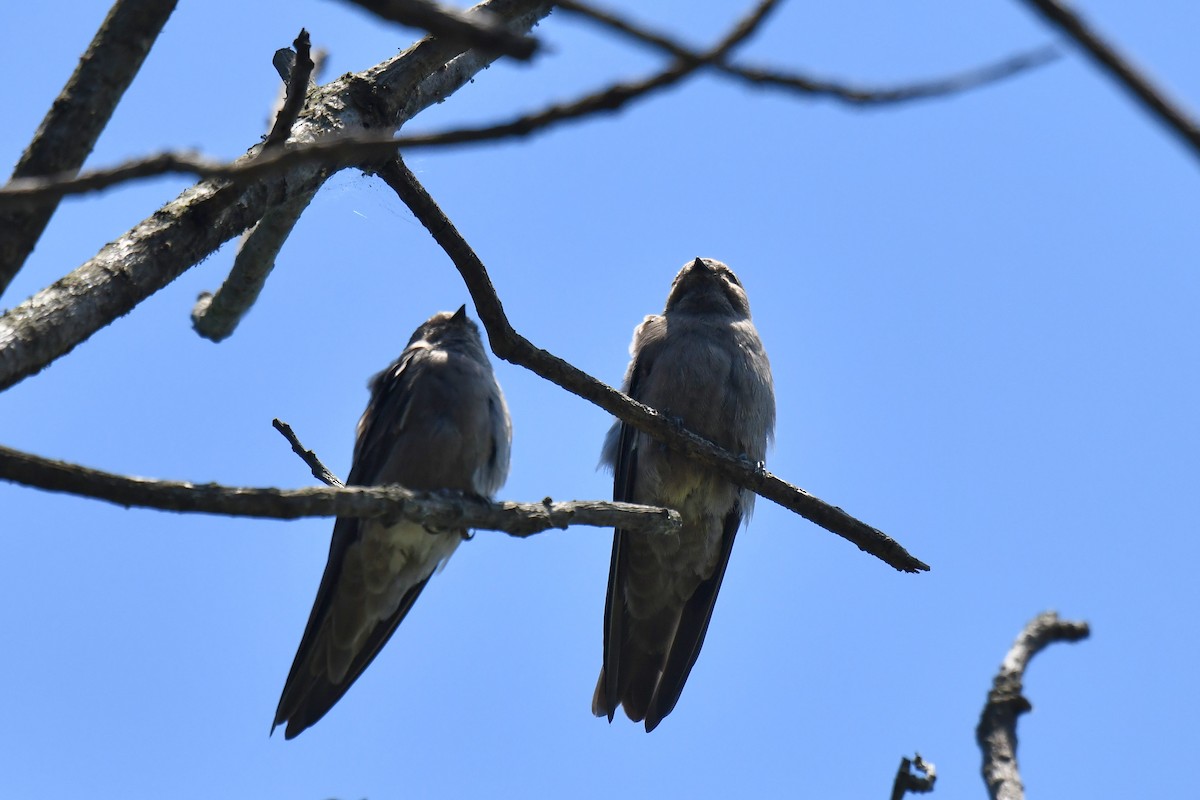 brunsandsvale - ML645737025