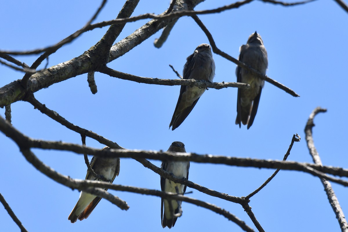 brunsandsvale - ML645737026