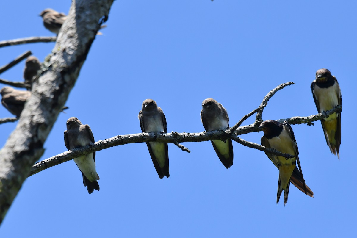 brunsandsvale - ML645737027