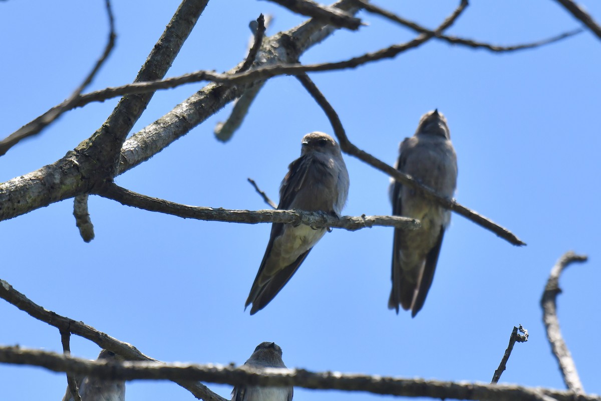 brunsandsvale - ML645737028