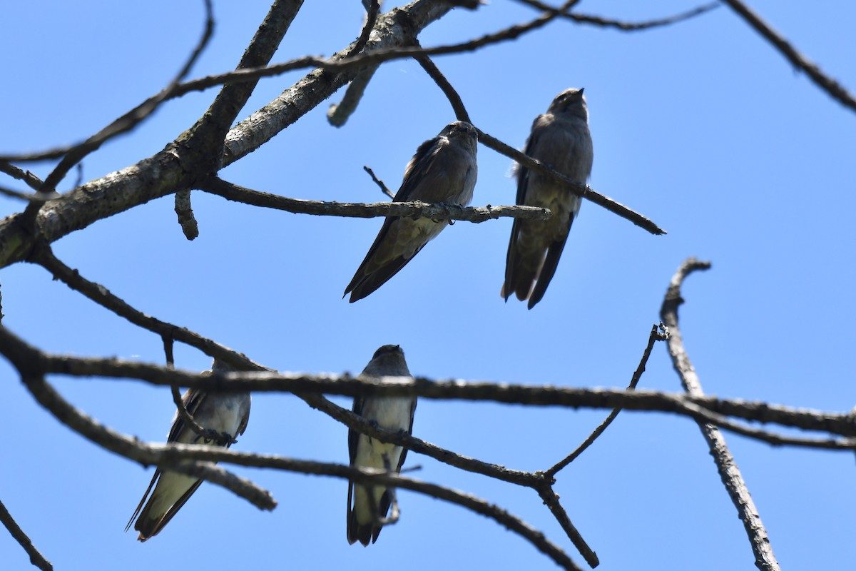 brunsandsvale - ML645737029