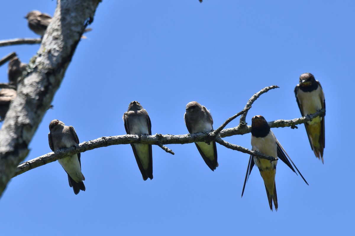 brunsandsvale - ML645737030