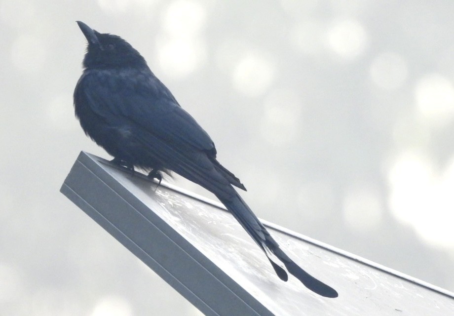 drongo černý - ML645737036