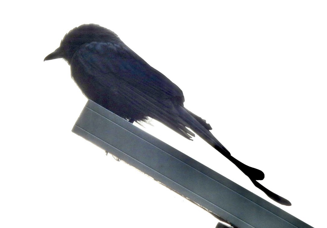 drongo černý - ML645737037