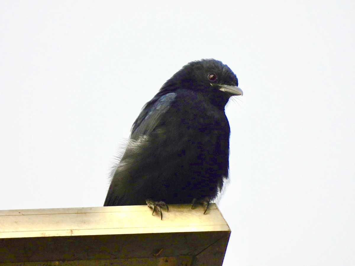 drongo černý - ML645737038