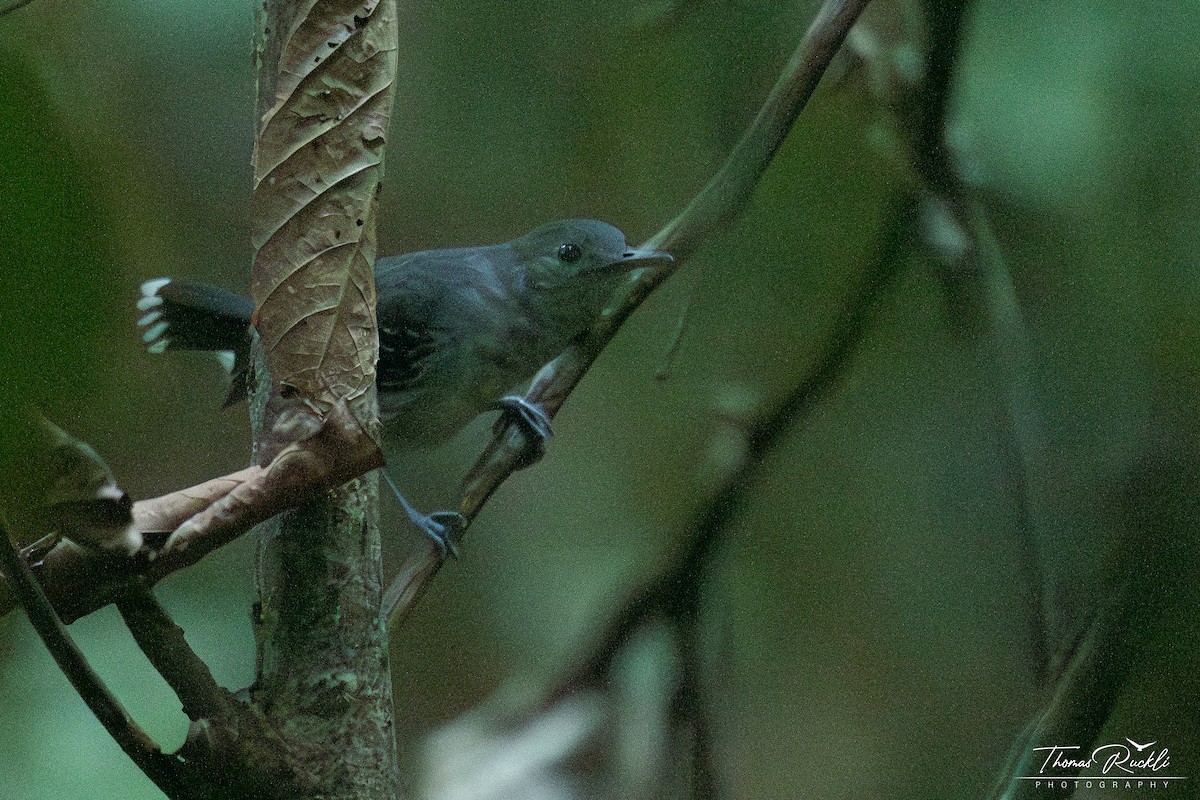 Band-tailed Antbird - ML645737052