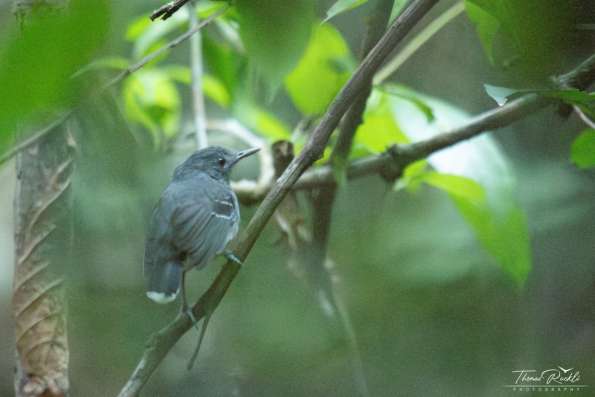 Band-tailed Antbird - ML645737053