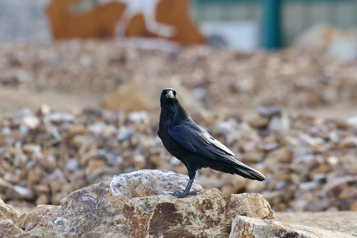 עורב שחור - ML645737055