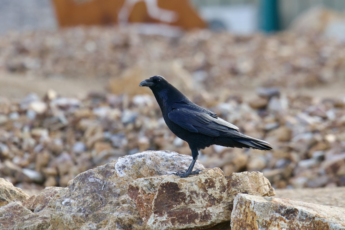עורב שחור - ML645737056
