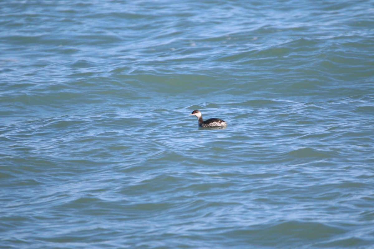 Horned Grebe - ML645737063