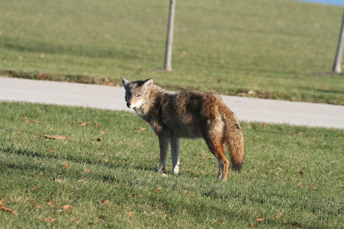 Coyote - ML645737067