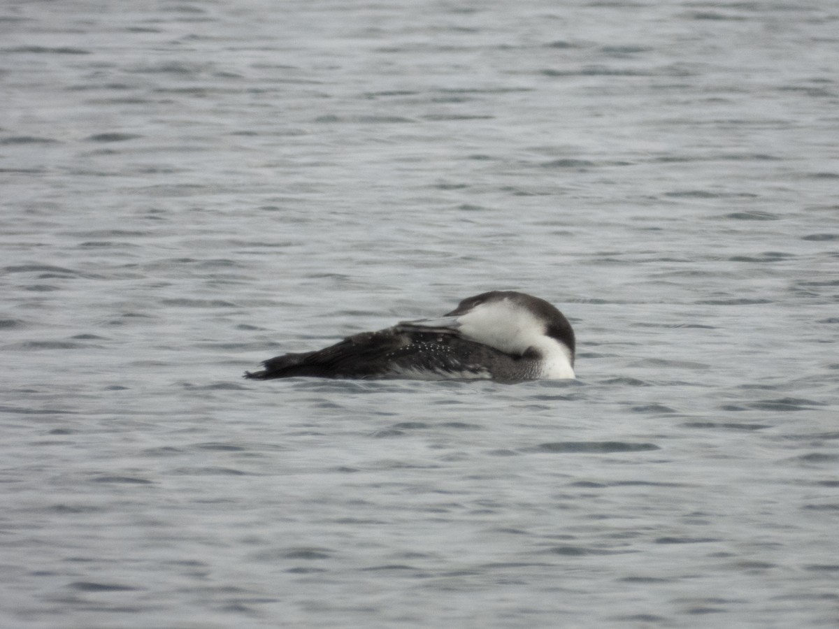 Common Loon - ML645737069
