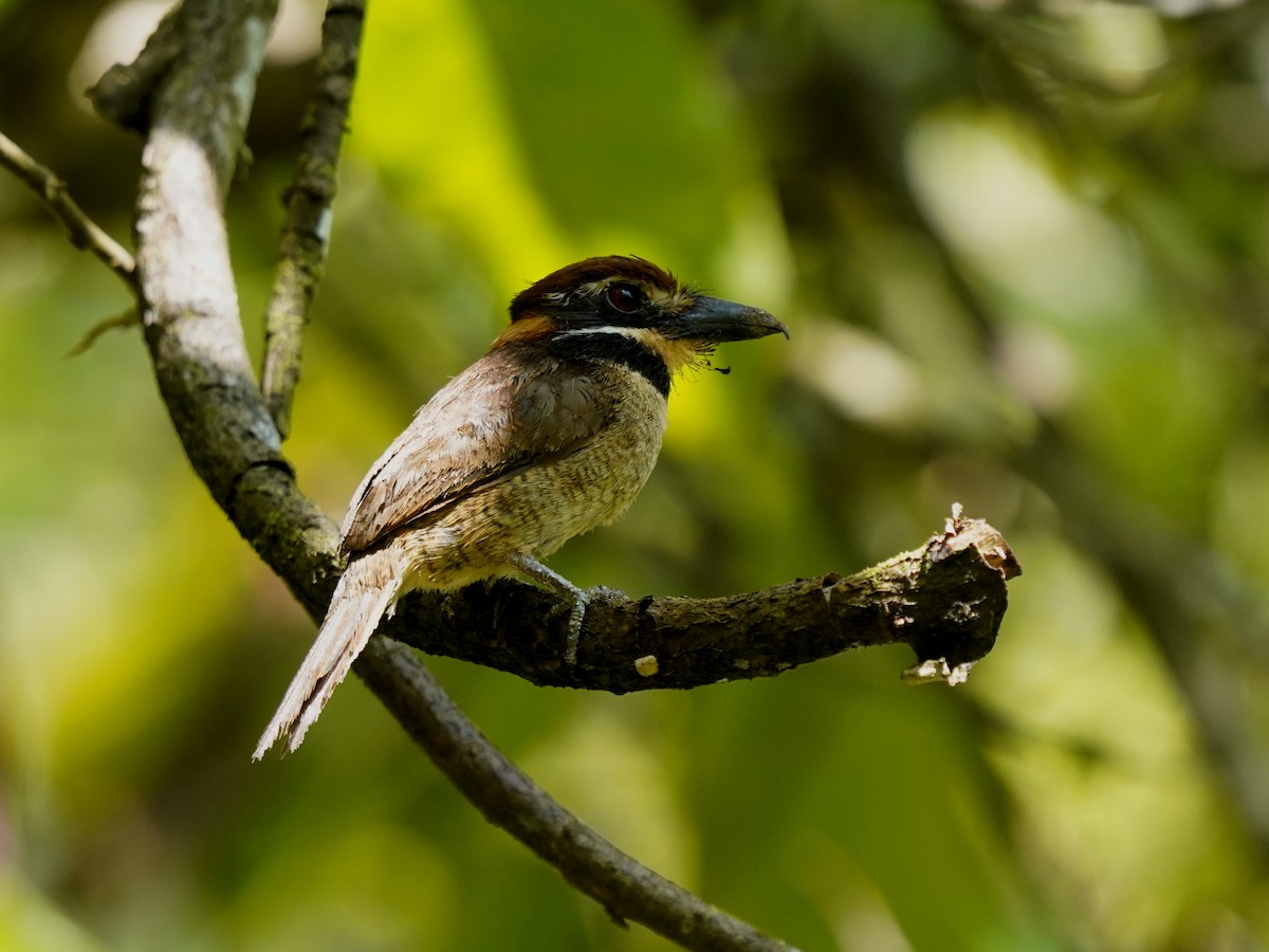 Chestnut-capped Puffbird - ML645737073