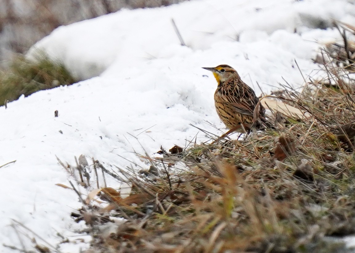Eastern Meadowlark - ML645737074