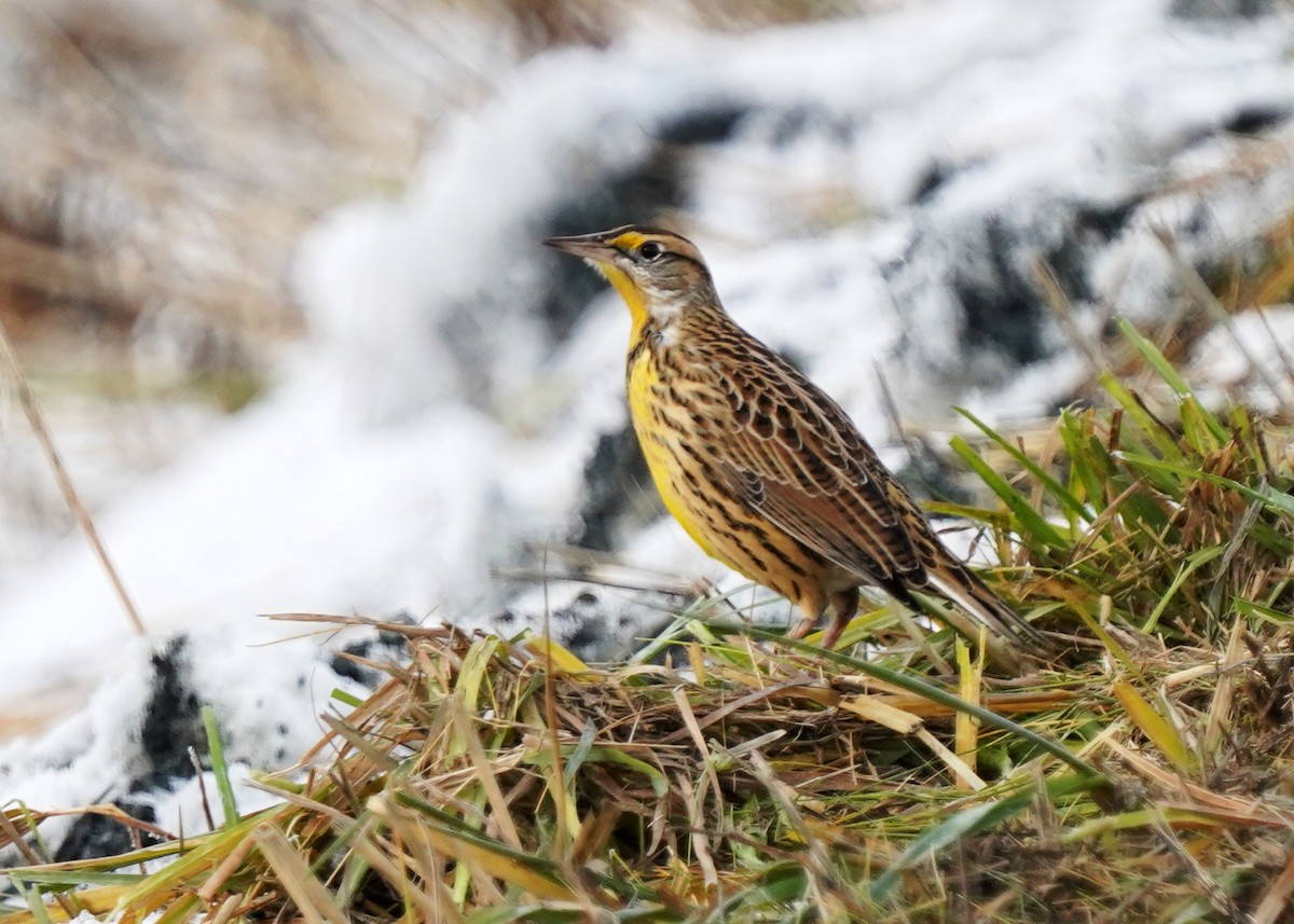 Eastern Meadowlark - ML645737075