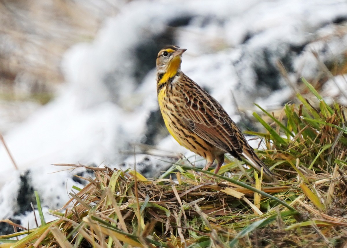 Eastern Meadowlark - ML645737076