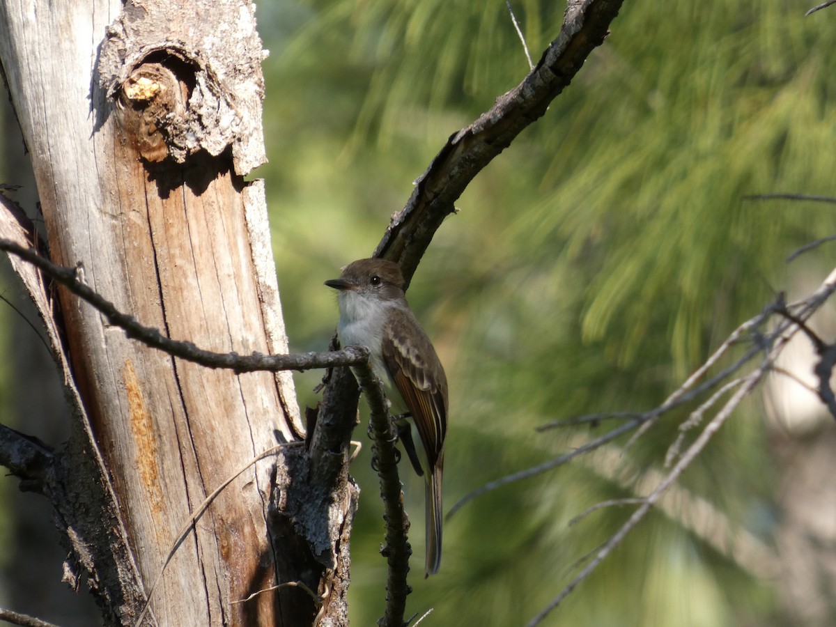 La Sagra's Flycatcher - ML645737080