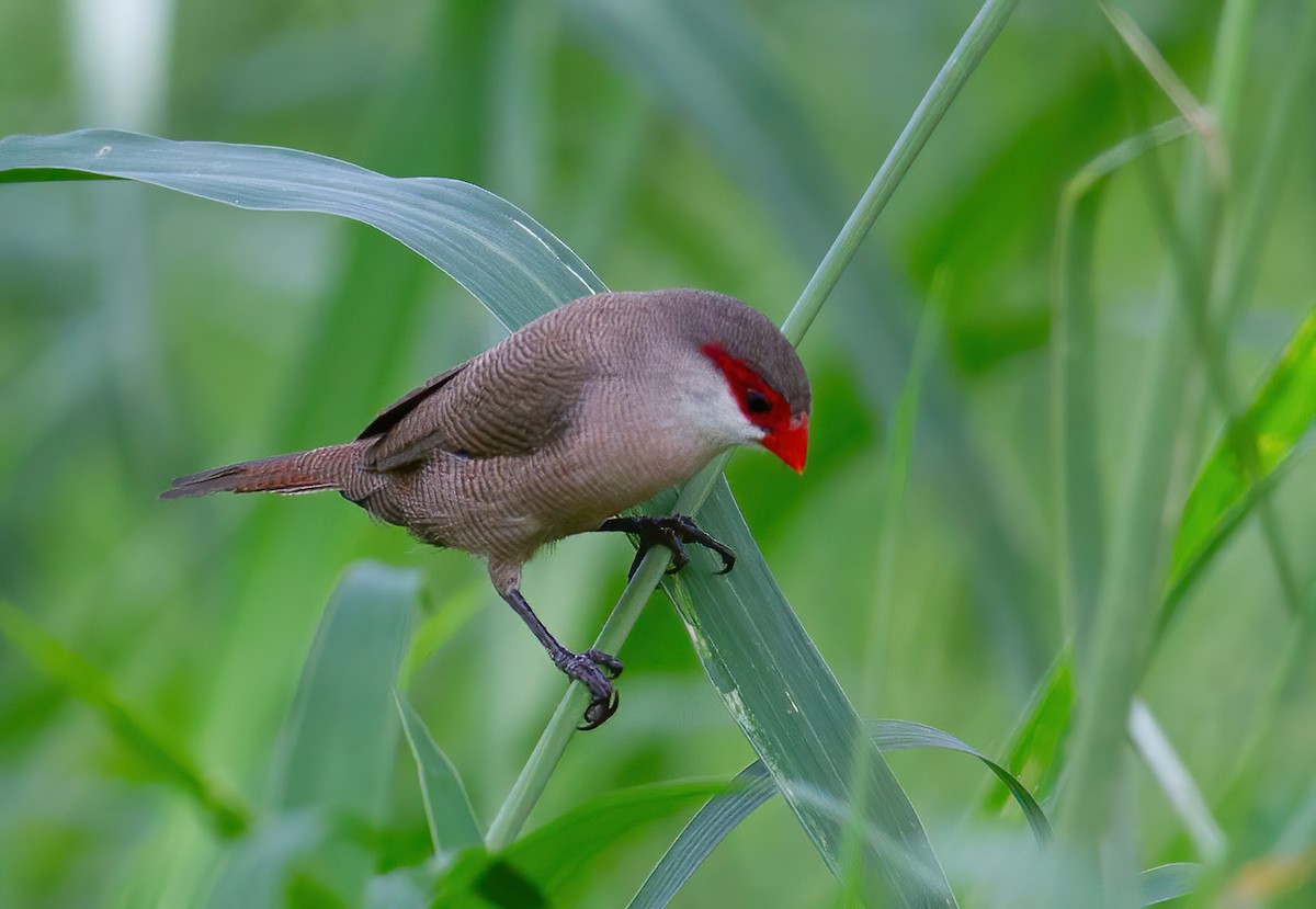 Common Waxbill - ML645737097