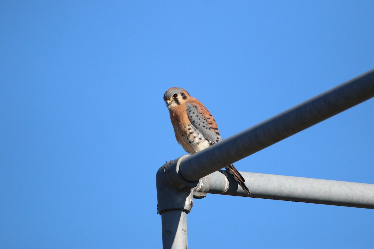 American Kestrel - ML645737099