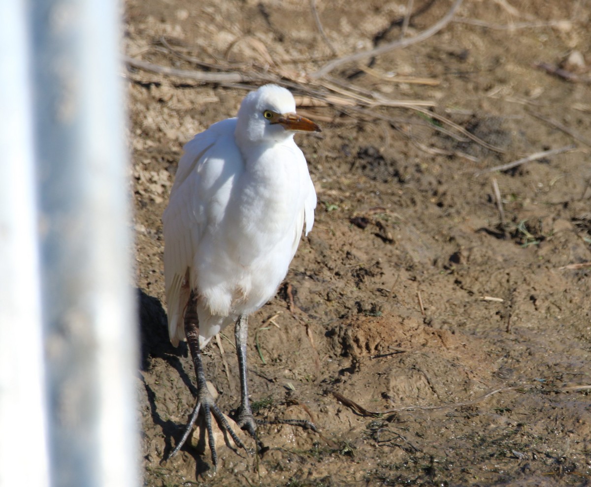 Western Cattle-Egret - ML645737101