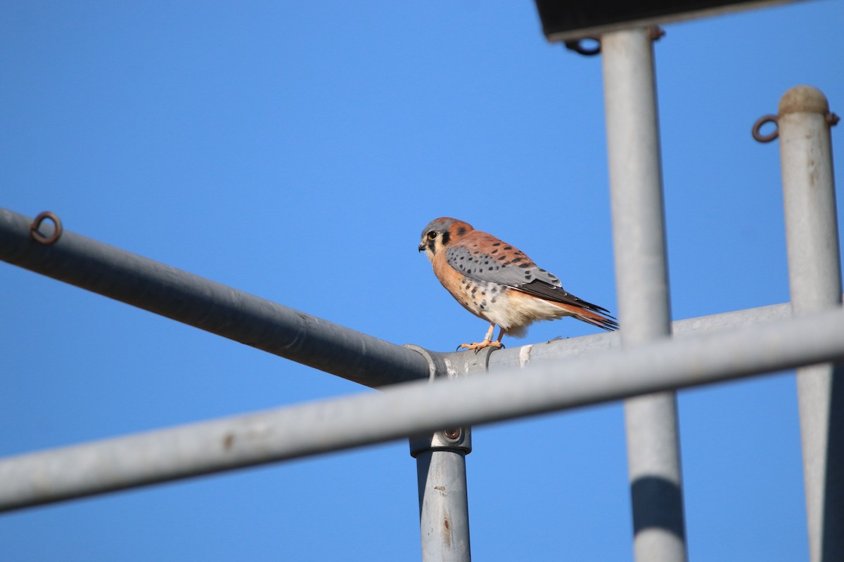 American Kestrel - ML645737104