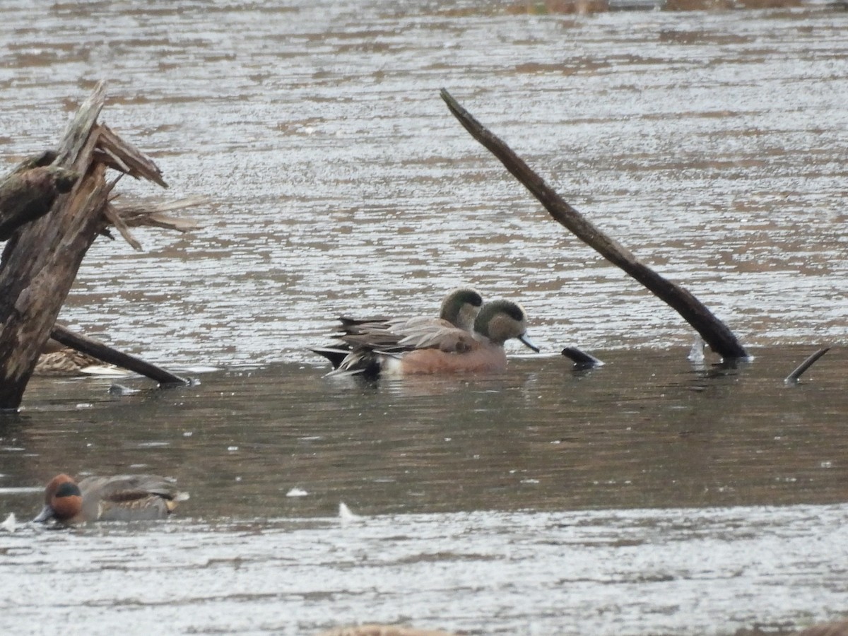 American Wigeon - ML645737113