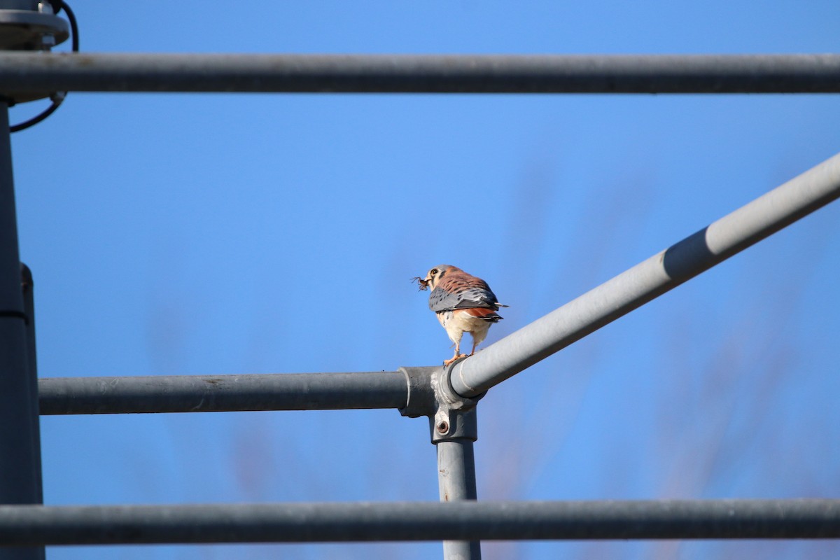American Kestrel - ML645737114