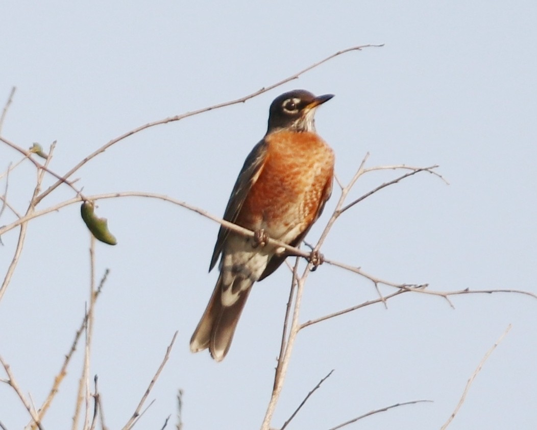 American Robin - ML645737117
