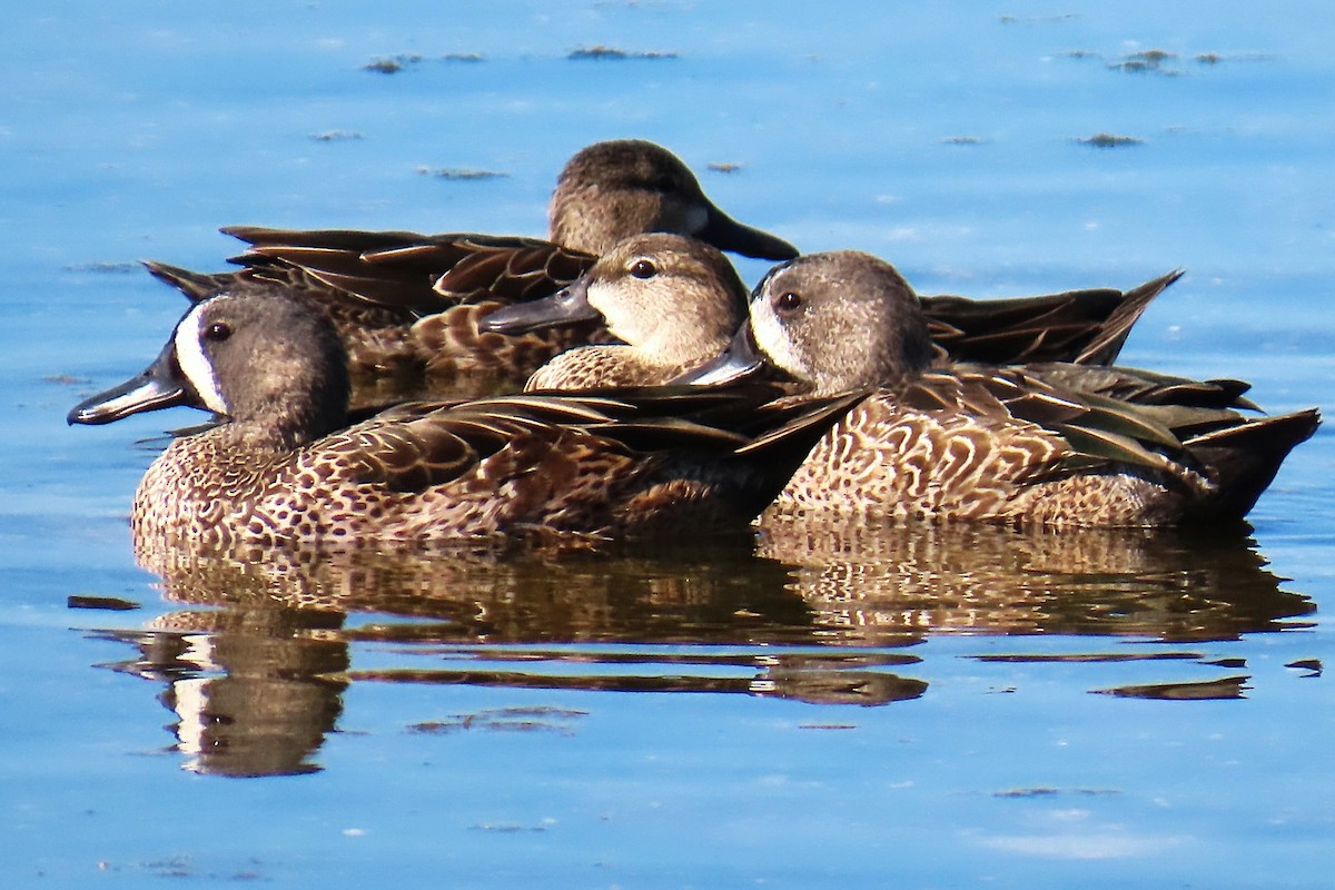 Blue-winged Teal - ML645737123