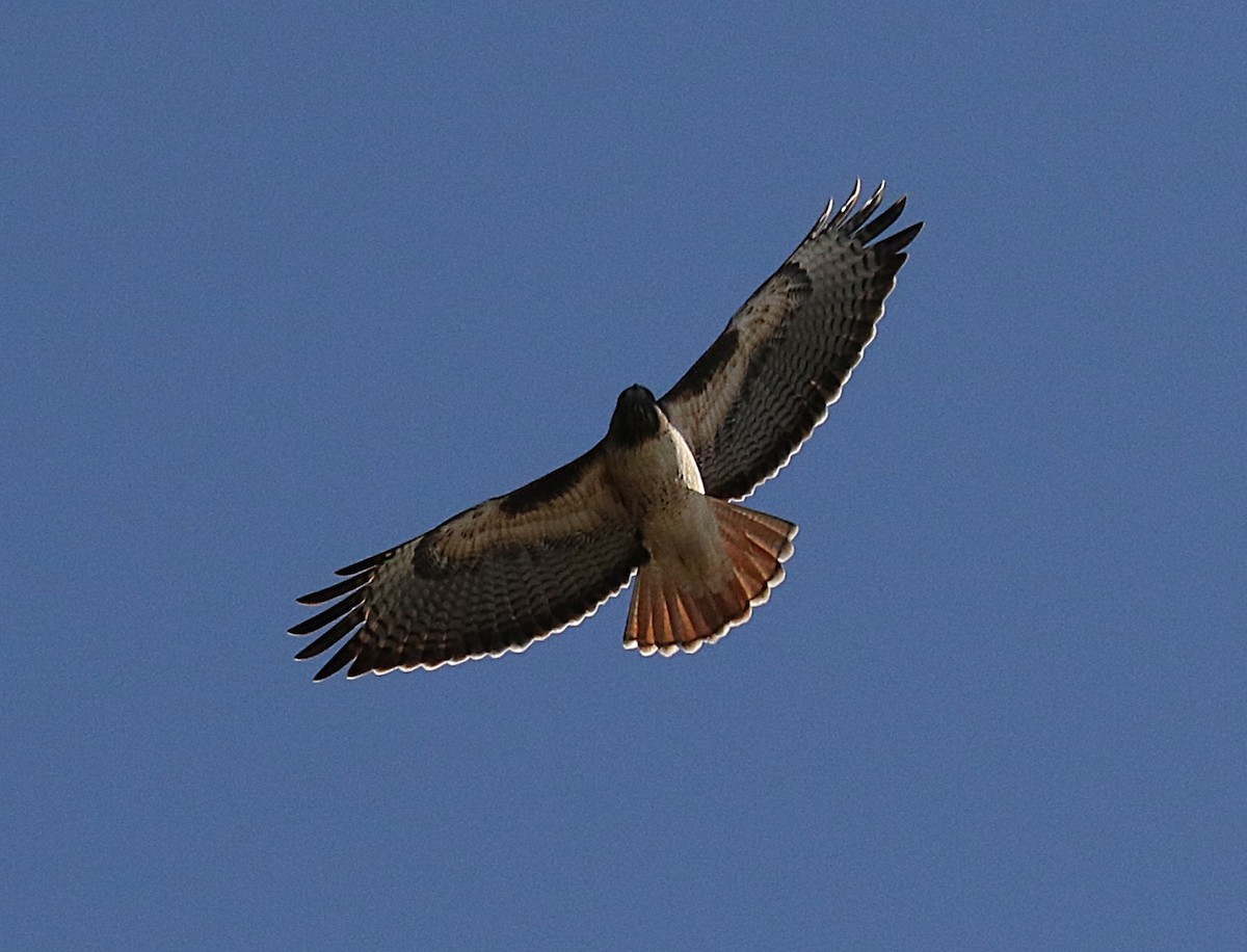 Red-tailed Hawk - ML645737124