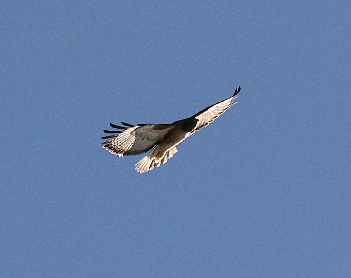 Red-tailed Hawk - ML645737125
