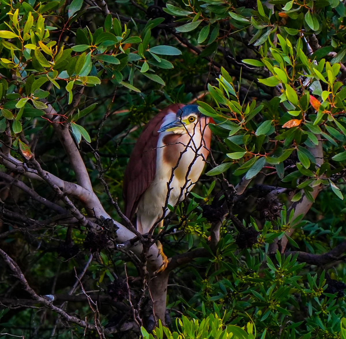 Nankeen Night Heron - ML645737126