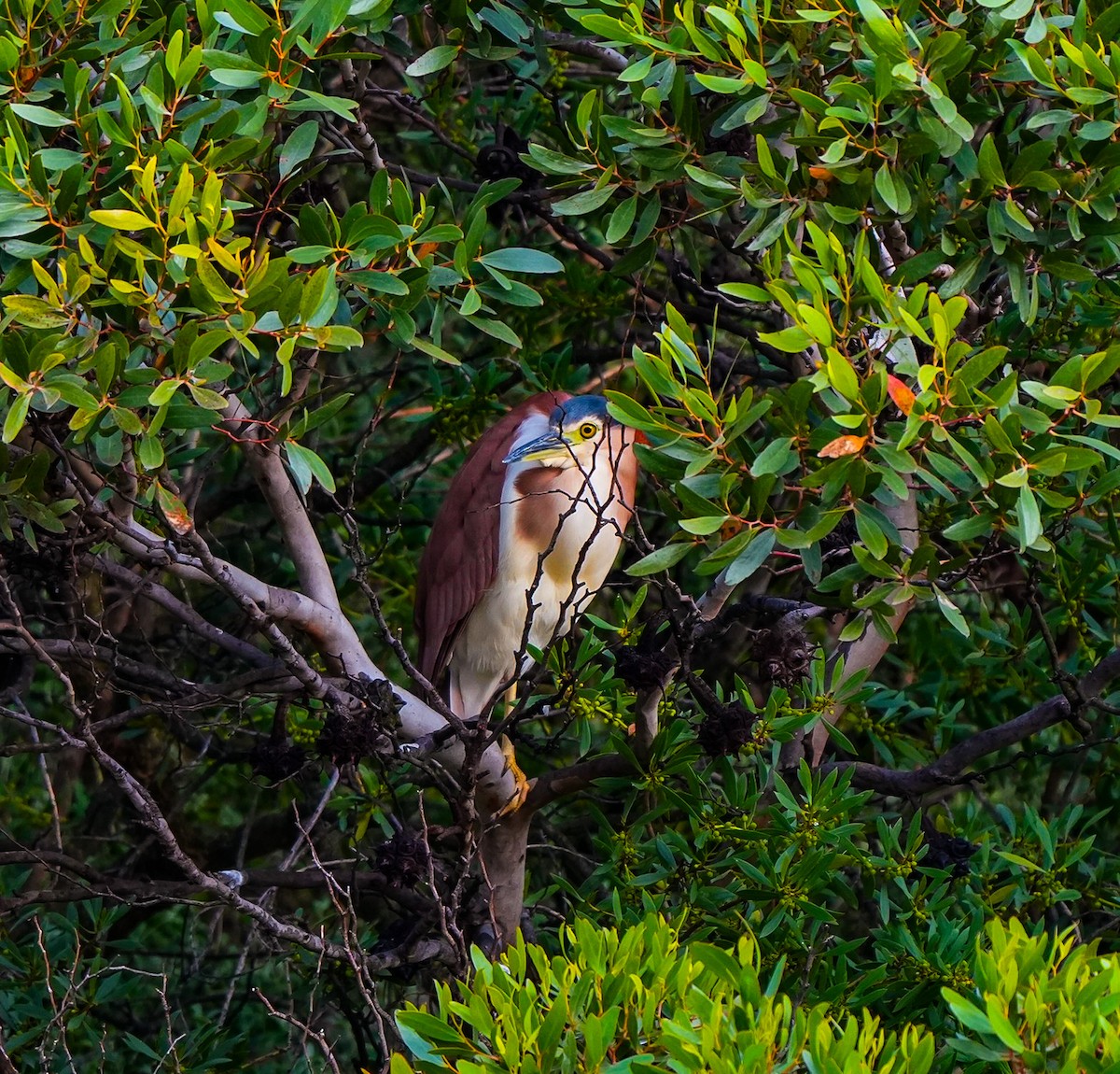 Nankeen Night Heron - ML645737127