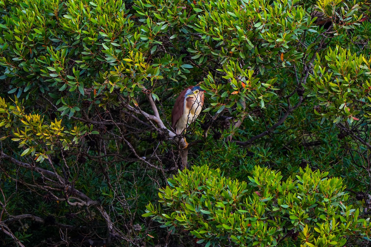 Nankeen Night Heron - ML645737128