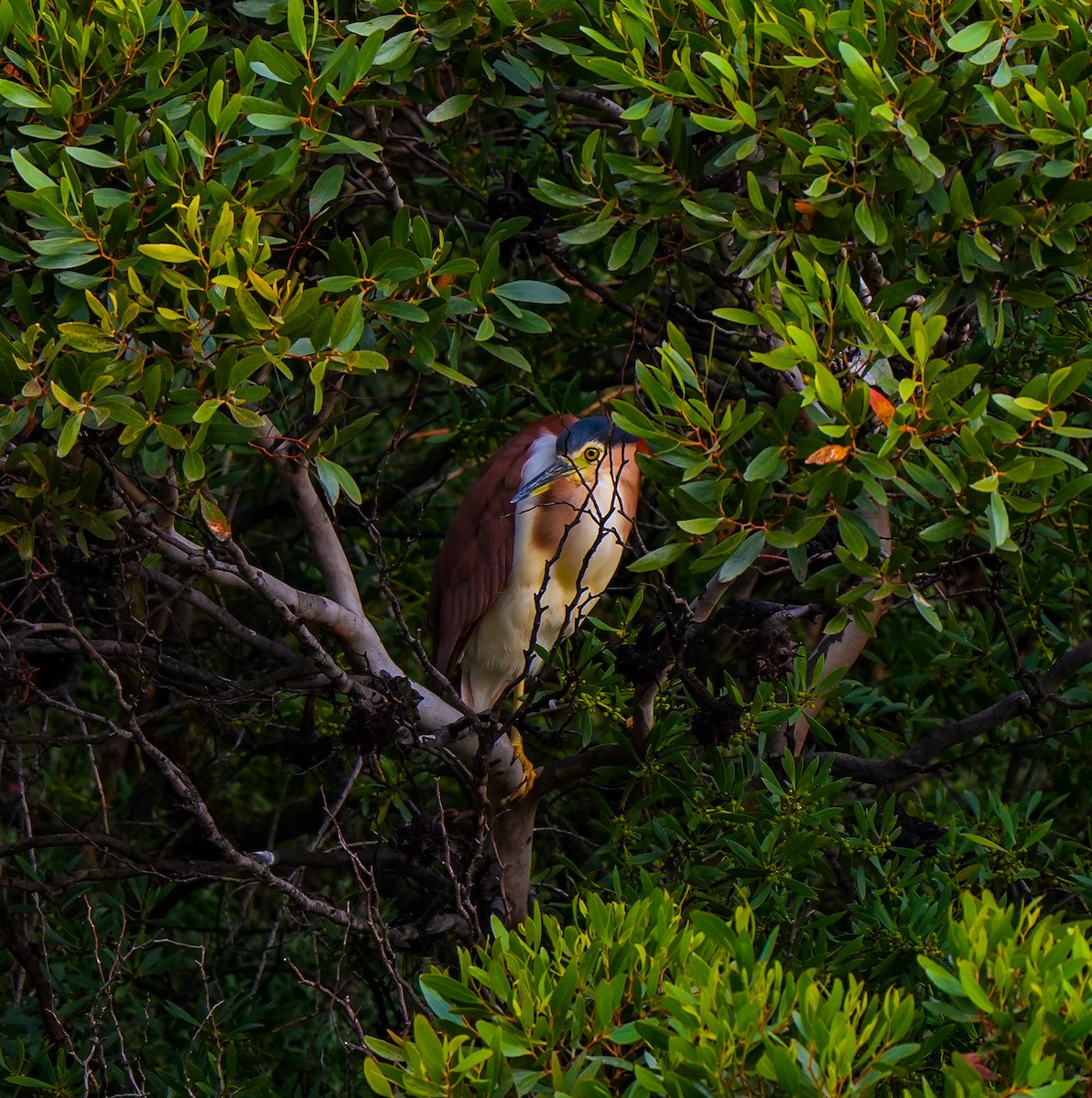 Nankeen Night Heron - ML645737129