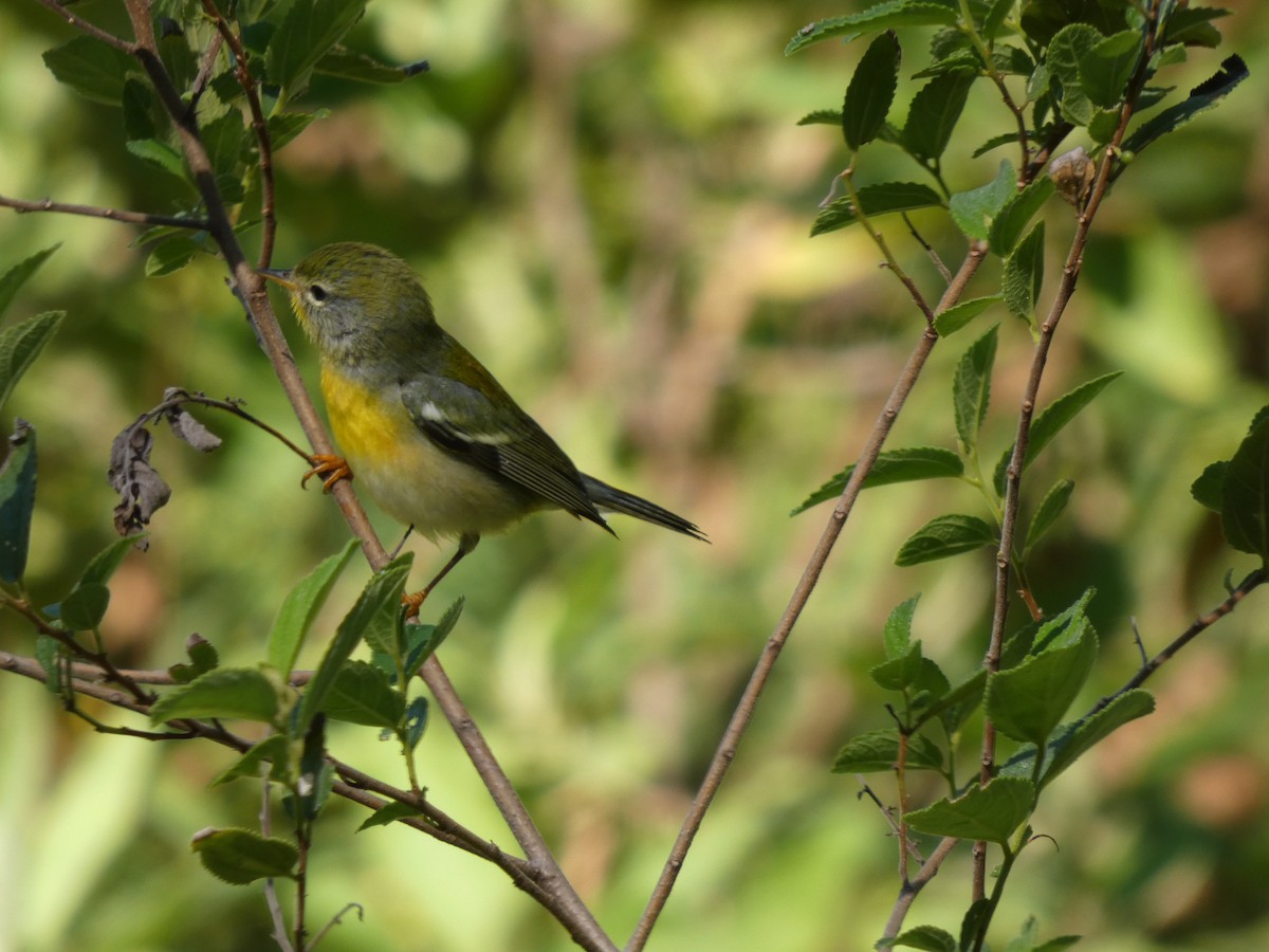 Northern Parula - ML645737131