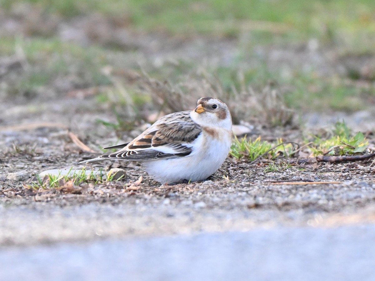 Snow Bunting - ML645737132