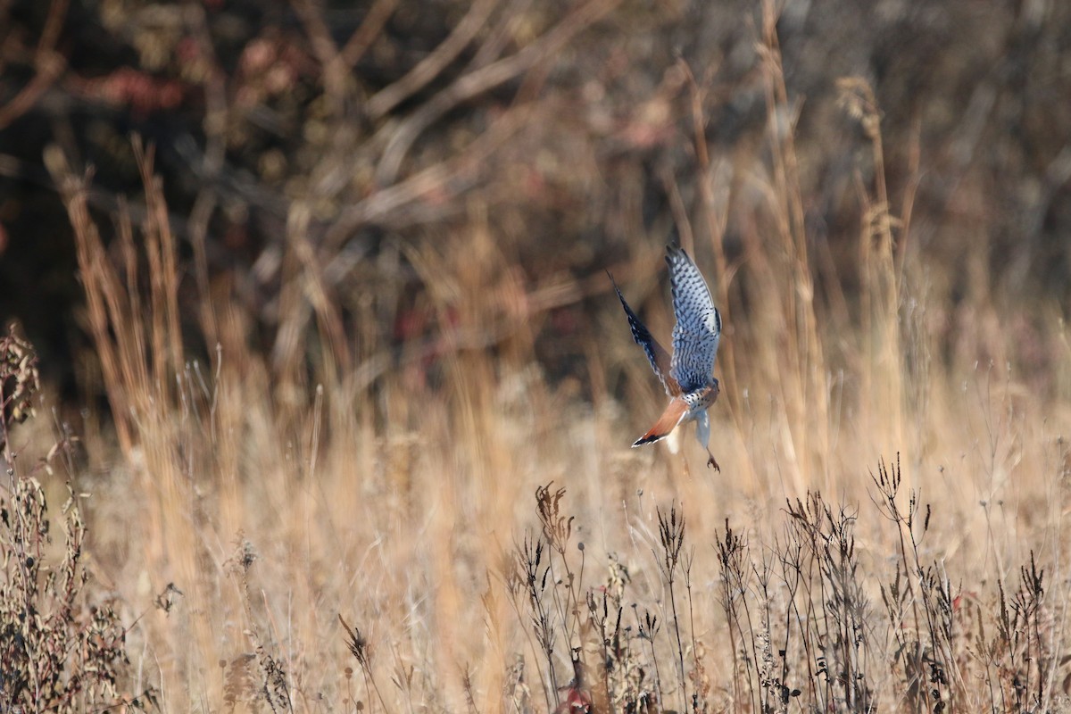 American Kestrel - ML645737133