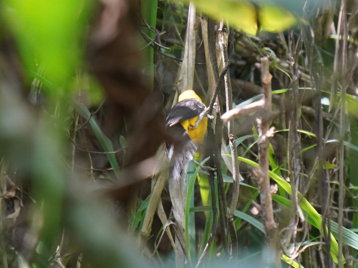 Oriole Blackbird - ML645737134